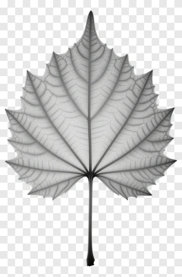 Leaf With Detailed Vein Structure PNG
