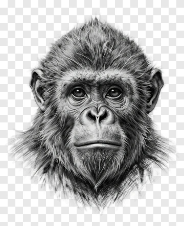 Chimpanzee Portrait PNG