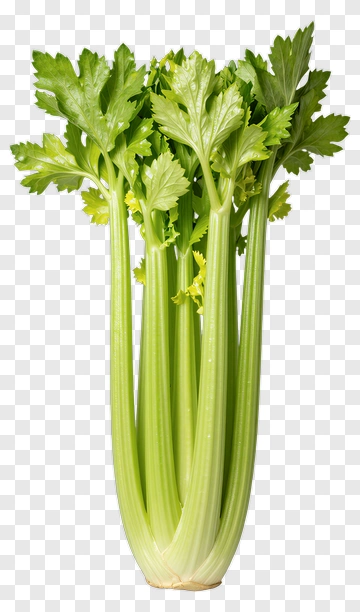 Fresh Celery PNG