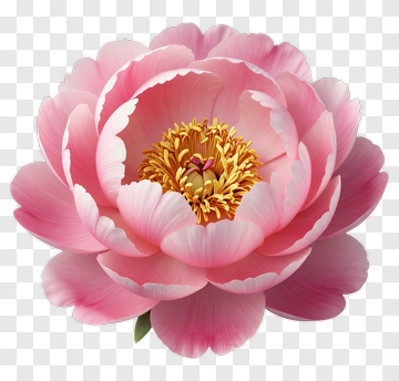 Pink Peony Flower In Full Bloom PNG