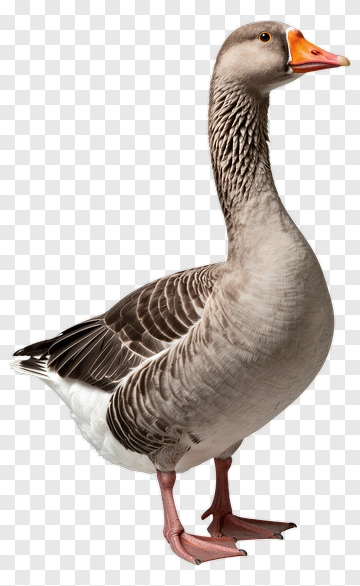Gray Goose Standing PNG