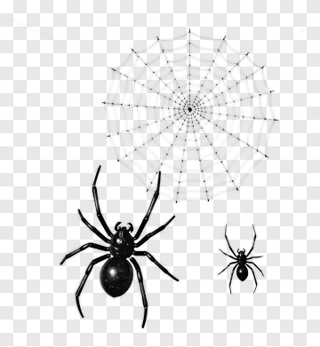 Spider On Web PNG