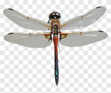 Dragonfly With Vibrant Red And Blue Body PNG
