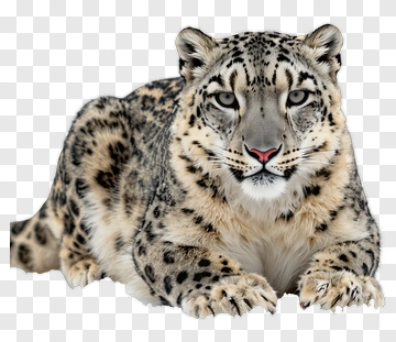 Snow Leopard PNG