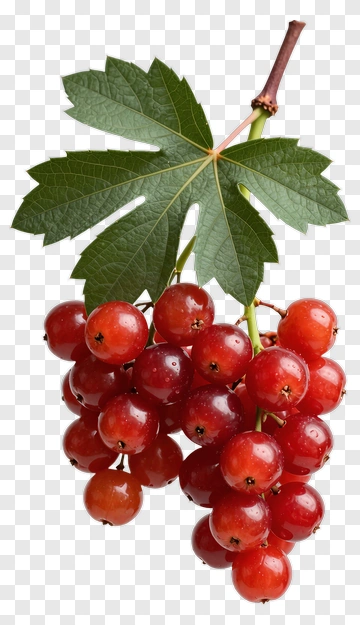 Red Currant Berry Cluster PNG