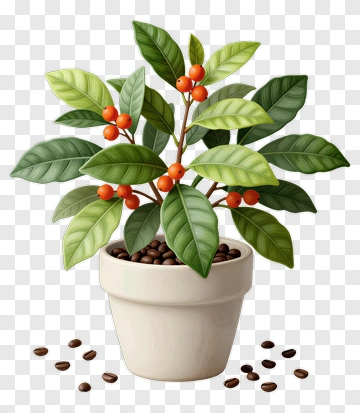 Coffee Plant With Berries And Beans PNG
