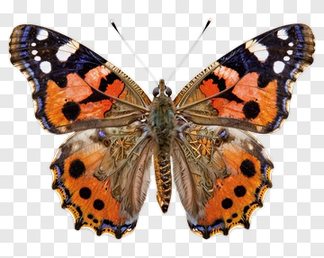 Butterfly With Vibrant Orange And Blue Wings PNG
