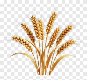 Golden Wheat Ears PNG