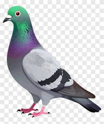 Pigeon With Colorful Feathers PNG