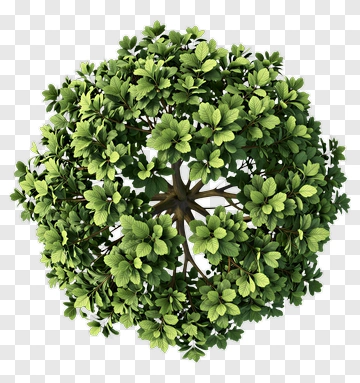 Top View Of A Rounded Tree PNG