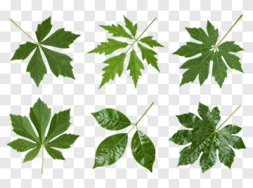 Green Leaves With Stems PNG