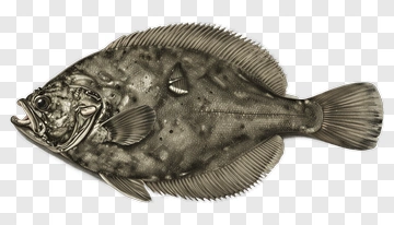 Flounder PNG