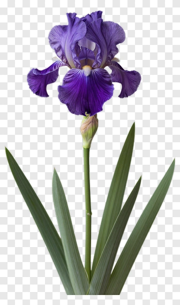 Purple Iris Flower With Green Leaves PNG