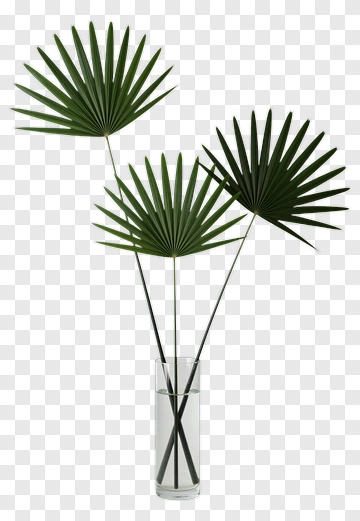 Palm Leaves In Glass Vase PNG