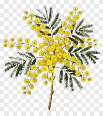 Acacia Flower Botanical Illustration PNG