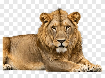 Lion With Golden Mane PNG