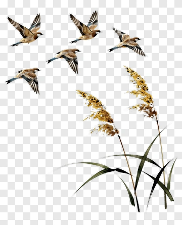 Birds Soaring Over Reeds PNG