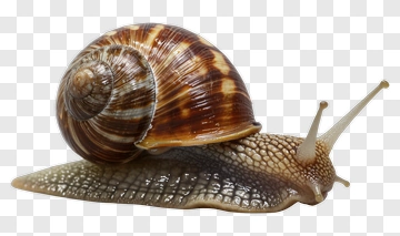 Snail With Brown Shell PNG