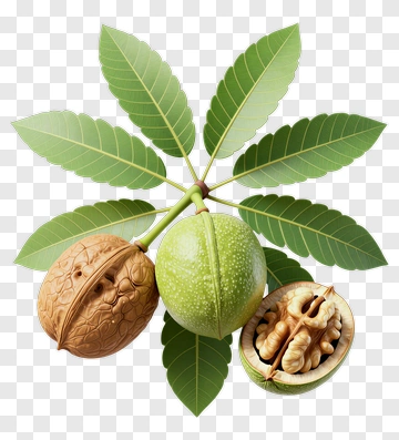 Walnut And Leaf Cluster PNG