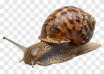 Snail With Detailed Shell And Body PNG