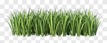 Grass PNG