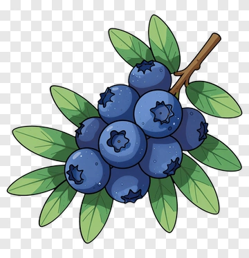 Blueberry Cluster On Branch PNG