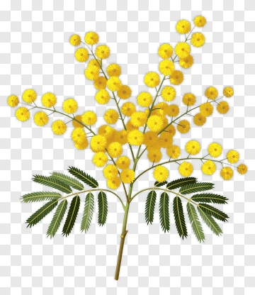 Acacia Flower Branch With Yellow Blooms PNG