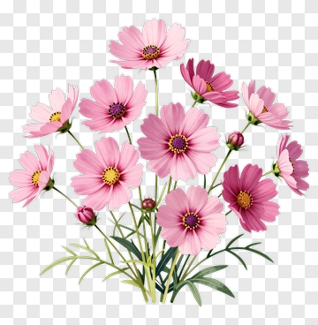 Pink Cosmos Flower Bouquet PNG