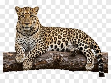 Leopard On Tree Branch PNG