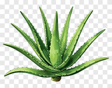Aloe Vera Plant Illustration PNG