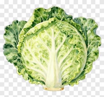 Watercolor Cabbage PNG
