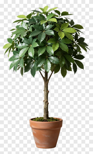 Green Tree In Pot PNG