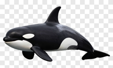 Orca PNG