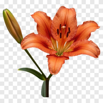 Orange Lily In Full Bloom With Bud PNG