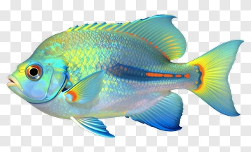 Colorful Fish With Detailed Scales PNG