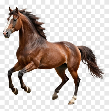 Running Horse PNG
