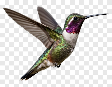 Hummingbird In Flight PNG