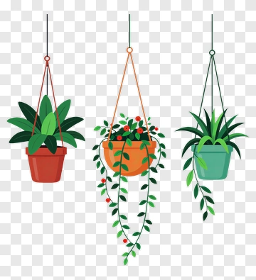 Three Hanging Plants With Colorful Pots PNG