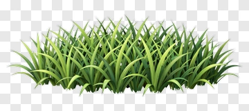 Grass PNG