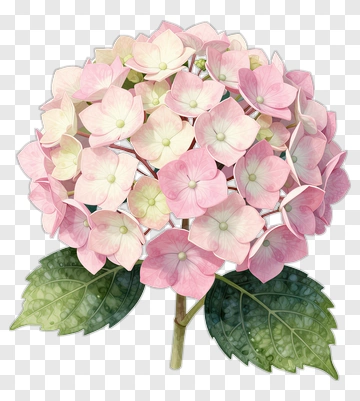 Pink Hydrangea Flower With Green Leaves PNG