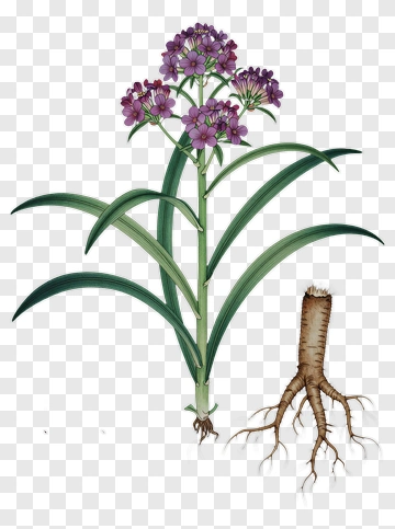 White Atractylodes Illustration PNG