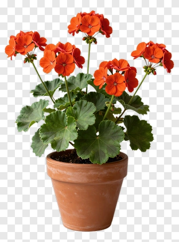 Orange Geranium In Terracotta Pot PNG