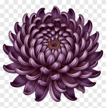 Purple Chrysanthemum PNG