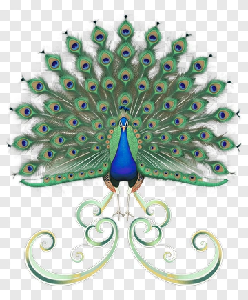 Peacock With Decorative Feathers PNG