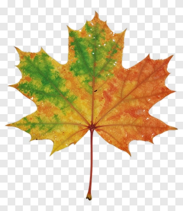 Maple Leaf With Autumn Colors PNG