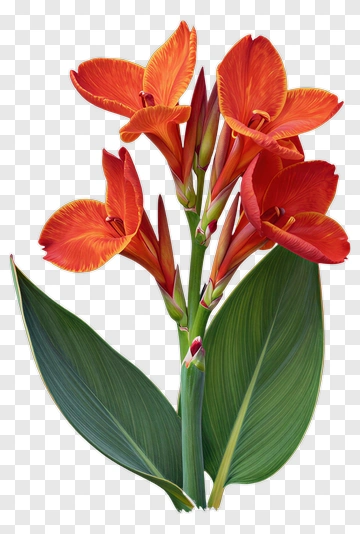 Orange Canna Flower With Green Leaves PNG