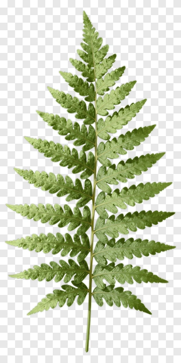 Fern PNG