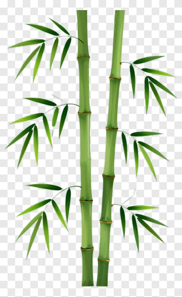 Bamboo PNG