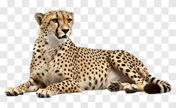 Cheetah Lying Down PNG