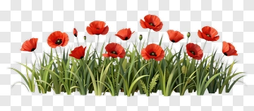 Red Poppies And Green Grass PNG
